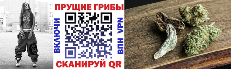 где купить наркоту  Якутск  Псилоцибиновые грибы Psilocybine cubensis 